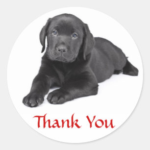 Zwarte Labrador Retriever Puppy Bedankt Sticker