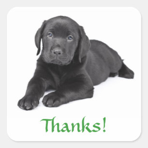 Zwarte Labrador Retriever Puppy Bedankt Sticker