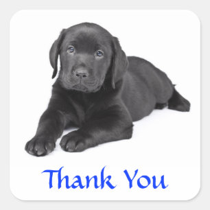 Zwarte Labrador Retriever Puppy Bedankt Sticker