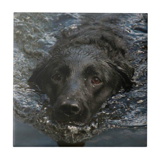 zwarte labrador Retriever Tegeltje (Voorkant)