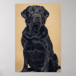 Zwarte Labrador Retriever Warme Neutrale Portret P Poster