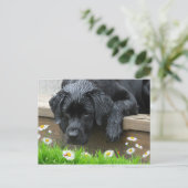 Zwarte Labrador Schattige Dog Daisy Flowers lieveh Briefkaart (Staand voorkant)