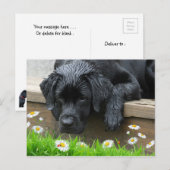 Zwarte Labrador Schattige Dog Daisy Flowers lieveh Briefkaart (Voorkant / Achterkant)