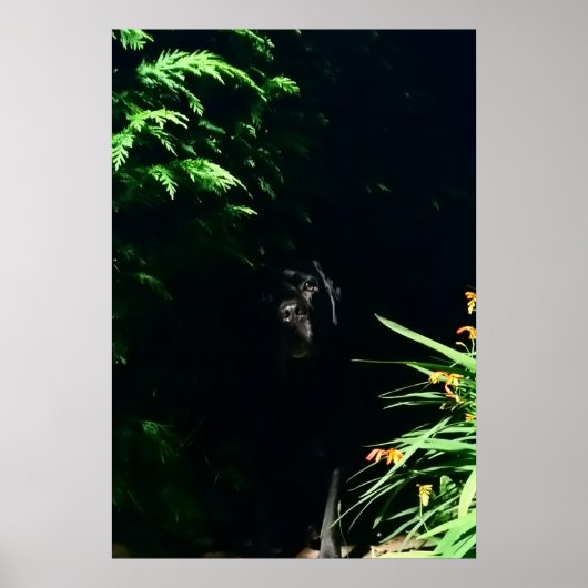 Zwarte Labrador-schuilplaats. Poster (Voorkant)