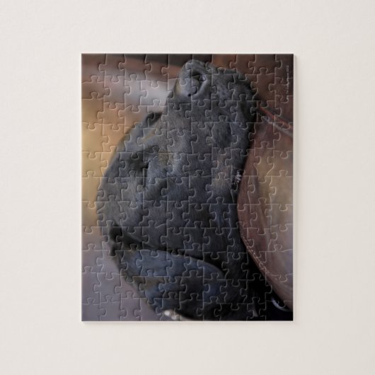 Zwarte labrador slaapt op sofa, close-up legpuzzel (Verticaal)