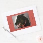 Zwarte labrador Stickers (Envelop)