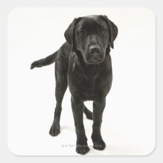 Zwarte labrador vierkante sticker (Voorkant)