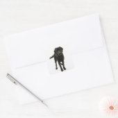 Zwarte labrador vierkante sticker (Envelop)
