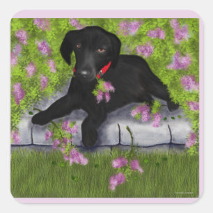 Zwarte labrador, vierkante sticker