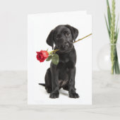 Zwarte Labradors Valentijn Kaart (Voorkant)