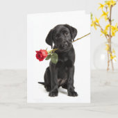 Zwarte Labradors Valentijn Kaart (Gele Bloem)