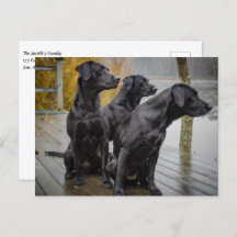 Zwarte labs op een dok