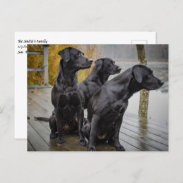 Zwarte labs op een dok briefkaart