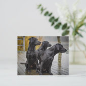 Zwarte labs op een dok briefkaart (Staand voorkant)