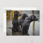 Zwarte labs op een dok briefkaart (Voorkant / Achterkant)