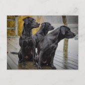 Zwarte labs op een dok briefkaart (Voorkant)