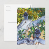Zwarte Langur-apen Eten, Briefkaart (Voorkant / Achterkant)