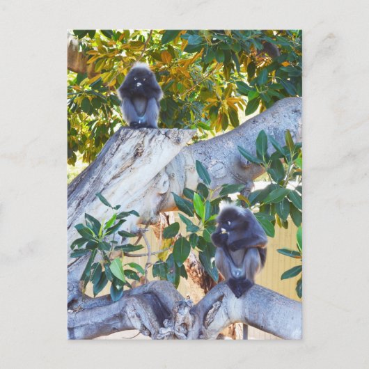 Zwarte Langur-apen Eten, Briefkaart (Voorkant)