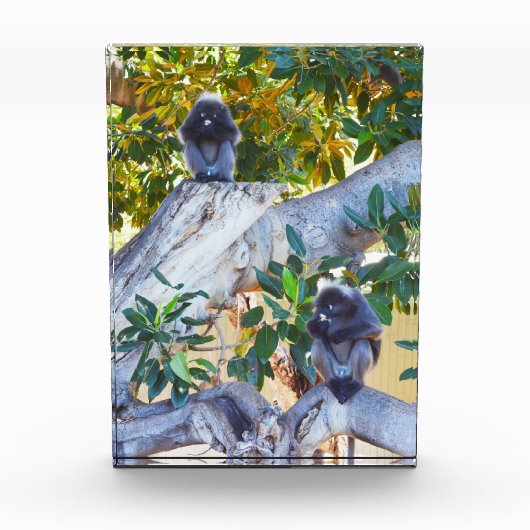 Zwarte Langur-apen eten, fotoblok (Voorkant)