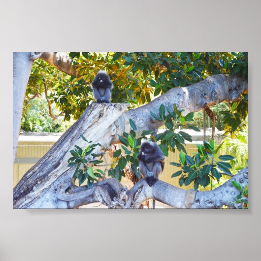 Zwarte Langur-apen Eten, Poster (Voorkant)