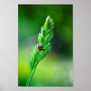 Zwarte lieveheersbeestje poster