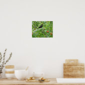 Zwarte lijster en Bessenprint Poster (Keuken)