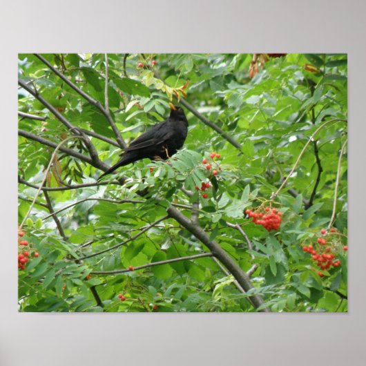 Zwarte lijster en Bessenprint Poster (Voorkant)