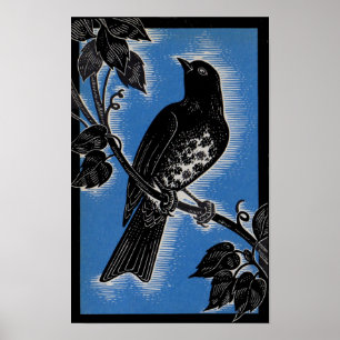 Zwarte lijster met blauw poster