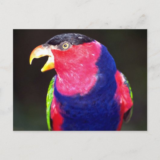 Zwarte lori briefkaart (Voorkant)