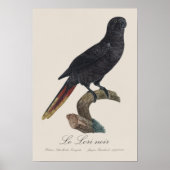 Zwarte lori of Zwarte koraallori, Chalcopsitta atr Poster (Voorkant)