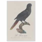 Zwarte lori of Zwarte koraallori, Chalcopsitta atr Sticker (Voorkant)