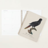 Zwarte Lori of Zwarte Lory, Chalcopsitta atra Planner (Display)