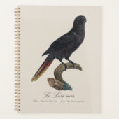 Zwarte Lori of Zwarte Lory, Chalcopsitta atra Planner (Voorkant)