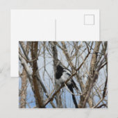 Zwarte Maart, Colorado Briefkaart (Voorkant / Achterkant)