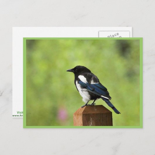 Zwarte magaart briefkaart (Voorkant / Achterkant)