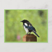 Zwarte magaart briefkaart (Voorkant)