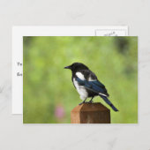 Zwarte magaart briefkaart (Voorkant / Achterkant)