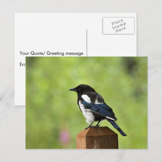 Zwarte magaart briefkaart (Voorkant / Achterkant)