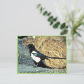 Zwarte magpie staat op rots briefkaart (Staand voorkant)