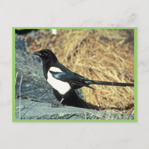 Zwarte magpie staat op rots briefkaart