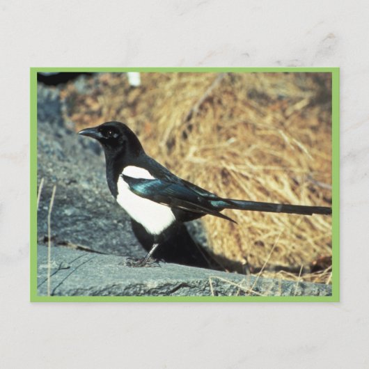 Zwarte magpie staat op rots briefkaart (Voorkant)