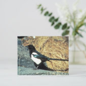 Zwarte magpie staat op rots briefkaart (Staand voorkant)