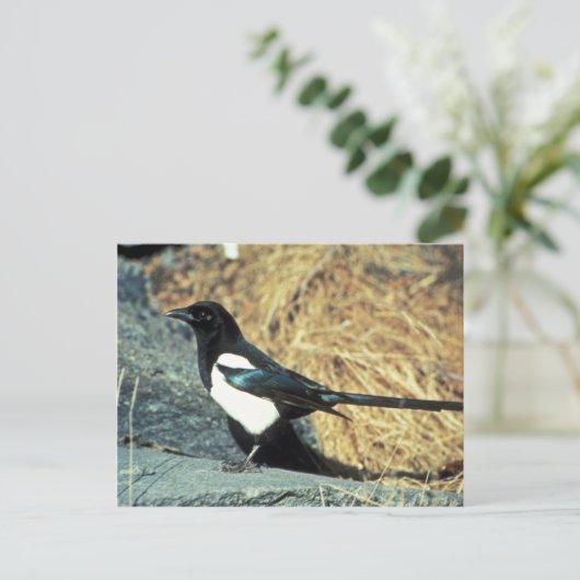 Zwarte magpie staat op rots briefkaart (Staand voorkant)