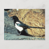 Zwarte magpie staat op rots briefkaart (Voorkant)