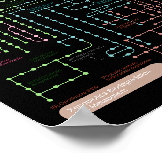 Zwarte metabolisatieroute van de cel poster (Hoek)