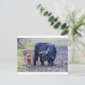 Zwarte moeder schotse koe briefkaart (Staand voorkant)