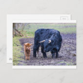 Zwarte moeder schotse koe briefkaart (Voorkant / Achterkant)