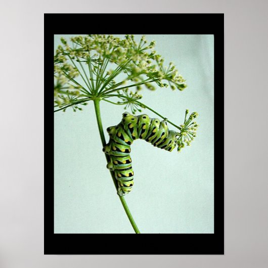 Zwarte moerasstaart met staartpeterselie poster (Voorkant)