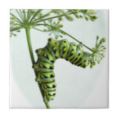 Zwarte moerasstaart met staartpeterselie tegeltje (Voorkant)