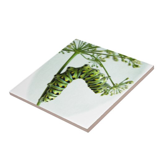 Zwarte moerasstaart met staartpeterselie tegeltje (Zijkant)